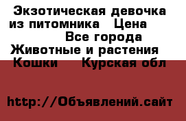 Экзотическая девочка из питомника › Цена ­ 25 000 - Все города Животные и растения » Кошки   . Курская обл.